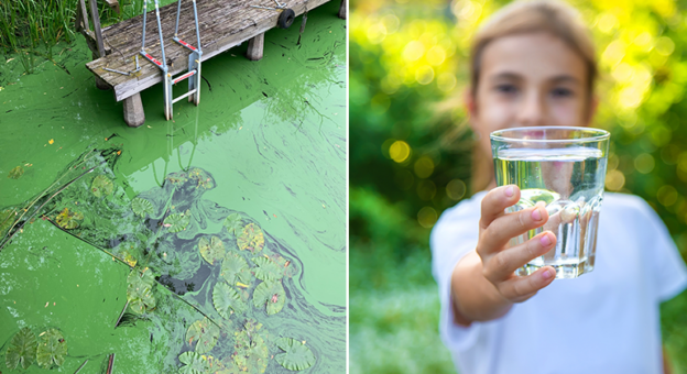 En vattenyta täckt av algblomning och ett barn håller ett dricksglas med vatten.