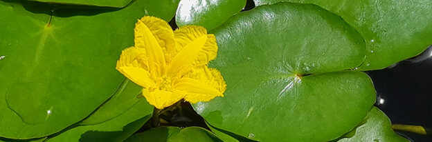 En gul blomma på gröna blad.