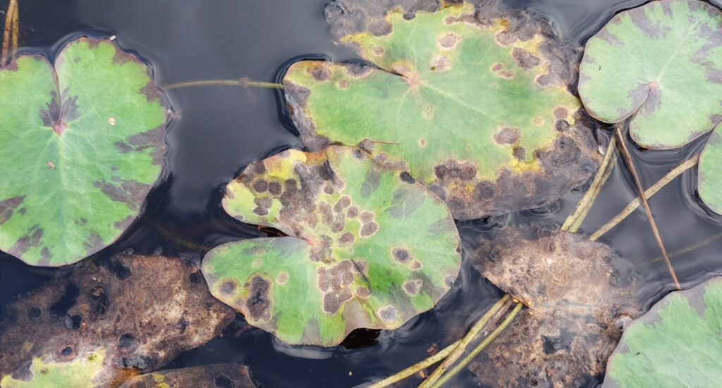 Bild på en sjuk sjögullsplanta täckt med bruna fläckar